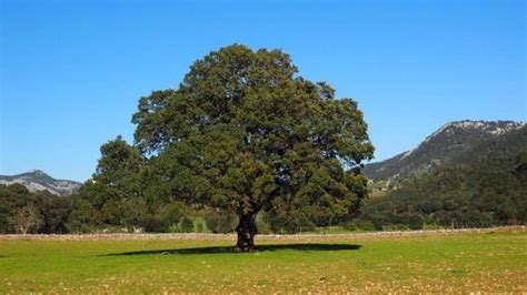 Dos en uno árboles que crecen rápido y dan mucha sombra para tu jardín