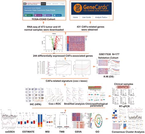 Construction Of A Novel Cancer Associated Fibroblast Related Signature