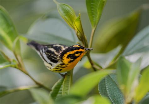 Blackburnian Warbler This Blackburnian Warbler Was Photogr Flickr