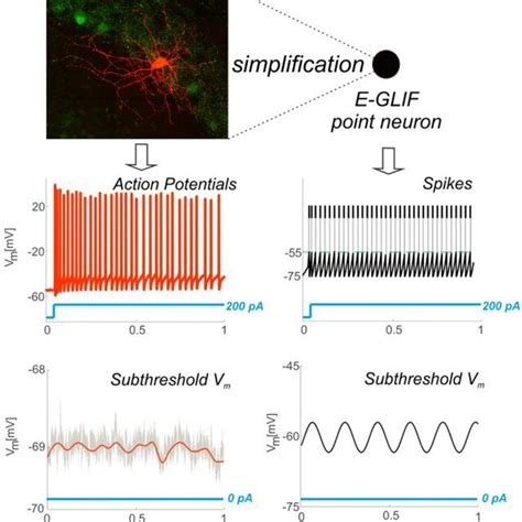 From Complex To Simplified Neuron Model Neurons Exhibit Complex