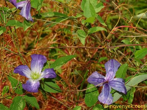 Image Collection Of Wild Vascular Plants Clematis Viticella