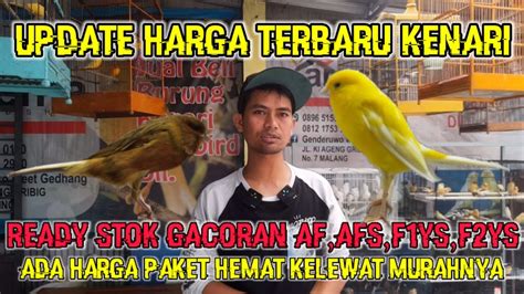 Update Harga Terbaru Kenari Ready Gacoran Af F F Kenarigacor Kenari