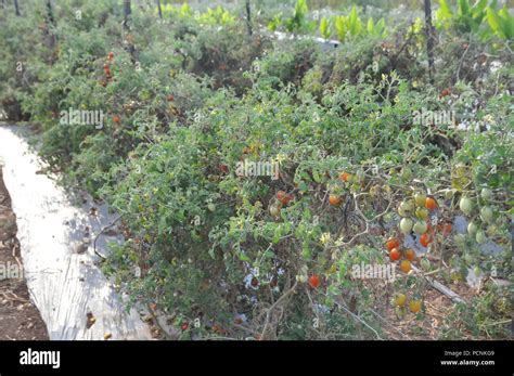 Developing Tomatoes Hi Res Stock Photography And Images Alamy