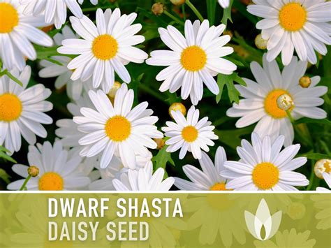 Daisy Dwarf Shasta 100 Seeds Heirloom Perennial Shasta Edible