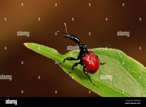 Giraffe Necked Weevil Trachelophorus Giraffa Female On A Leaf