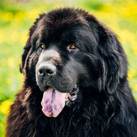 Newfoundland Size Chart: How Big Do Newfoundlands Get?