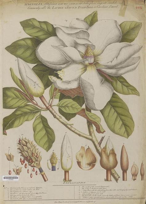 Magnolia Grandiflora Botanical Illustration Ilustraci N De Nica