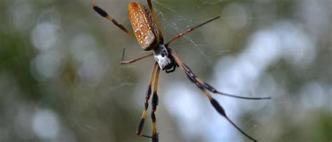 Georgia Banana Spiders How Big Do They Get A Z Animals