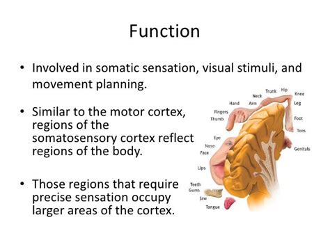 The somatosensory cortex