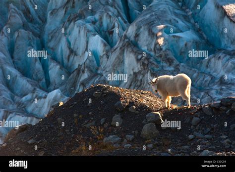 Mountain Goat Grazing Near Harding Icefield Trail With Exit Glacier In