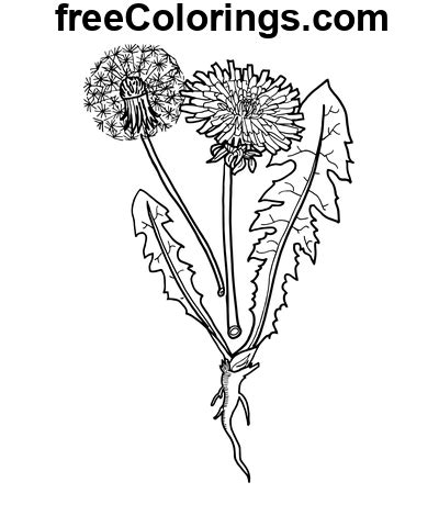 Fleurs de pissenlit faciles Coloriages gratuits à imprimer