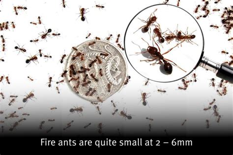 Appearance National Fire Ant Eradication Program