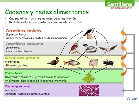 La Super Clase 5ºA Aclaración Cadena Alimentaria Red Alimentaria