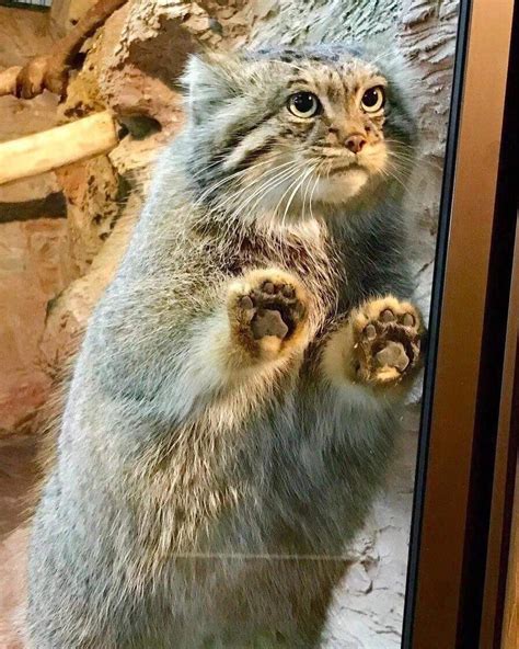 Pallas cat in a zoo/beans against glass : jellybeantoes