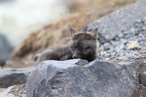 Silver Fox (Vulpes Vulpes) - Silver Phase of Red Fox Cubs, Washington ...