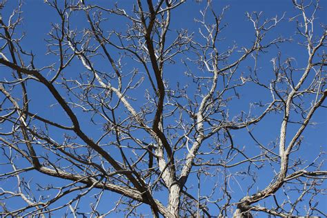 Tree Branches Against Blue Sky Photos Public Domain