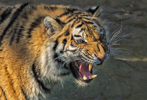 Amur Tiger With Attitude Photograph By Janet Ballard