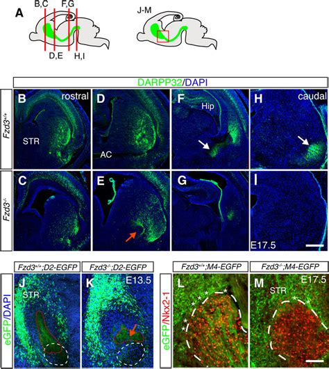 Frizzled Mice Show Defects In Striatal Pathway Development A