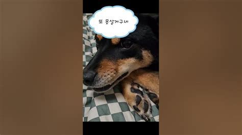 또 못살게 구네~진돗개일상 진돗개는사랑입니다 Dog 진돗개까미개춘기 Doglover Youtube