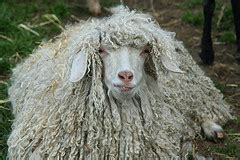 cotswool sheep and wool | The Fiber of My Being