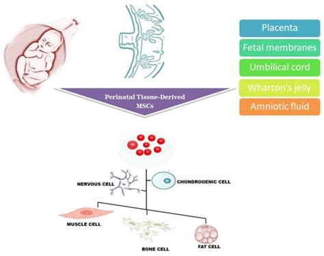 Perinatal Tissue Derived Stem Cells In Neurodegenerative Diseases Treatment Encyclopedia Mdpi