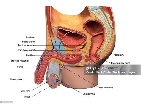 Male Reproductive System With Labels High Res Vector Graphic Getty Images