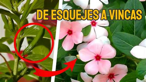 cómo sembrar esquejes de Vinca jardinería plantas YouTube