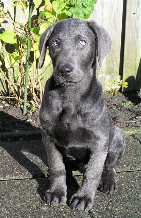 My Charcoal Lab 13 Weeks Old Labradorpuppy8weeks Lab Puppies