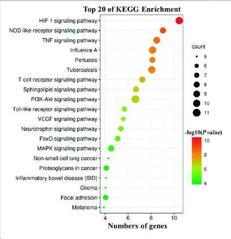 Kegg Pathway Analysis Of Potential Targets The Size Of Bubbles