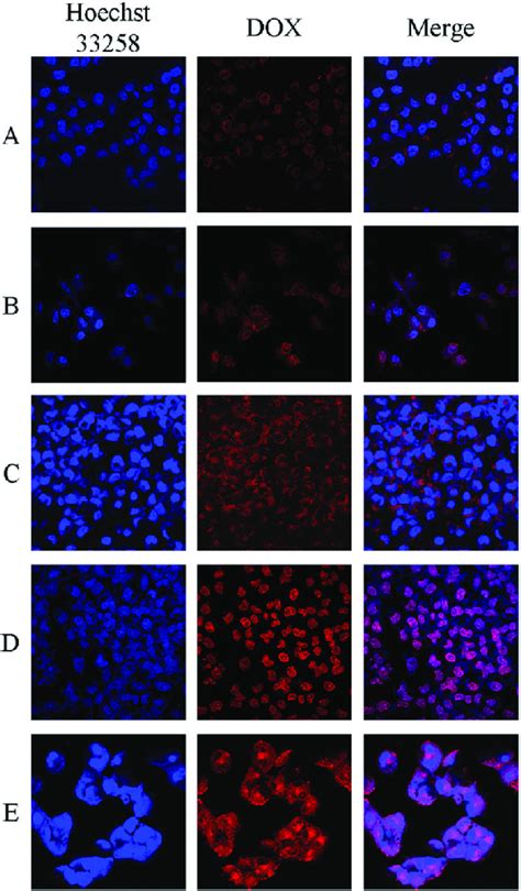 Confocal Images Of MCF 7 ADR Cells After Being Treated With A Free