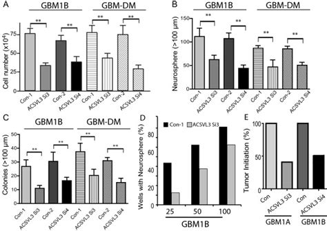 Acsvl Knockdown Decreased Gbm Neurosphere Cell Growth And Tumor