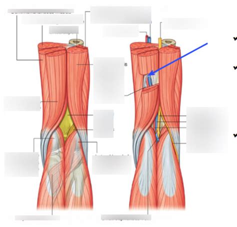 Leg Muscles Acting On The Knee And Ankle Joints Diagram Quizlet