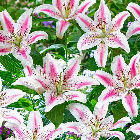 Lovely Day Lily Oriental Lilies For Sale Breck S