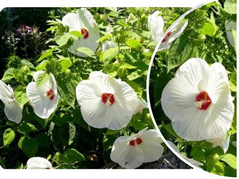 Hibiskus Hibiscus Moscheutos Bagienny Kremowy Old Yella R