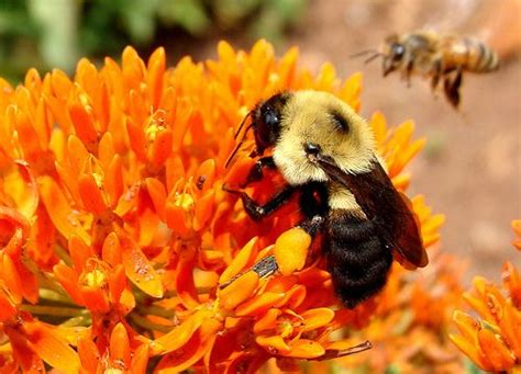 Vergleich Von Bienen Und Hummeln Unterschiede Und Gemeinsamkeiten