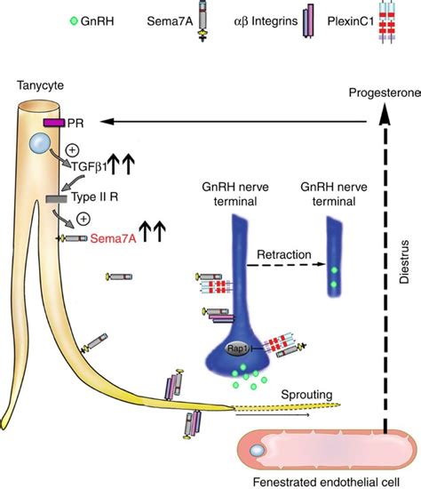 Semaphorin7a Regulates Neuroglial Plasticity In The Adult Hypothalamic