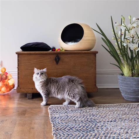 20 Best Luxury Cat Beds You Can Buy Online In 2023