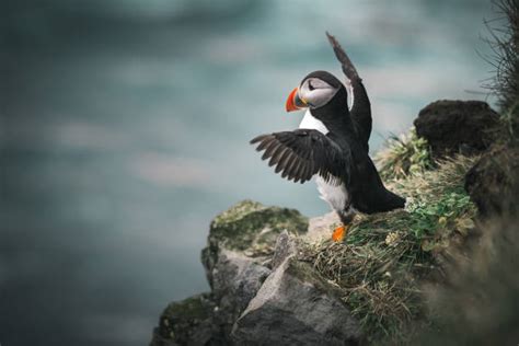 2,500+ Puffin Flying Atlantic Puffin Bird Stock Photos, Pictures ...