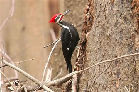 Species Of Woodpeckers In Kentucky Pictures Golden Spike Company