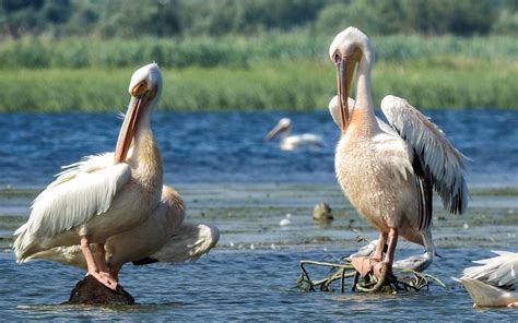 Birds watching Danube Delta - RomaniaTourStore