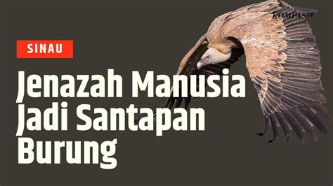 Di Sini Jenazah Manusia Jadi Makanan Burung What SINAU Kompas TV