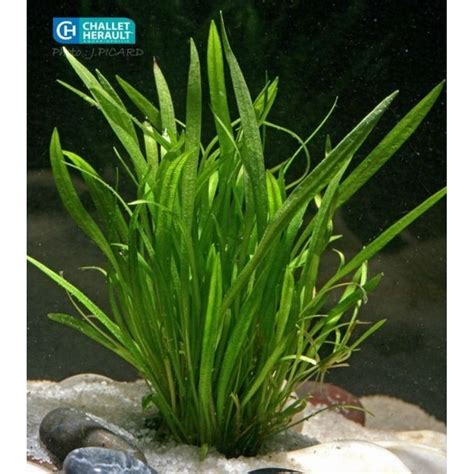 Jual Echinodorus Tenellus 10 Pohon Tanaman Murah Aquascape Shopee