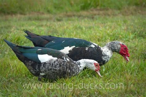 Effective Ways To Sex Your Muscovy Duck With Pictures Raising Ducks