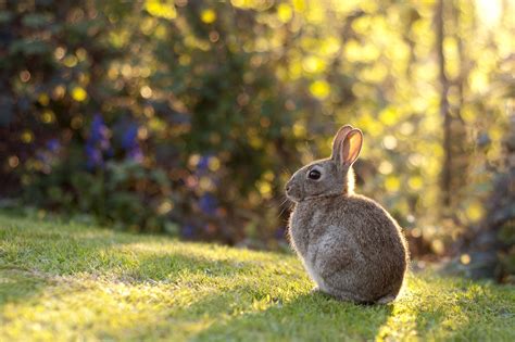 Rabbit Grass Sunlight Wallpaper Hd Animals 4k Wallpapers Images