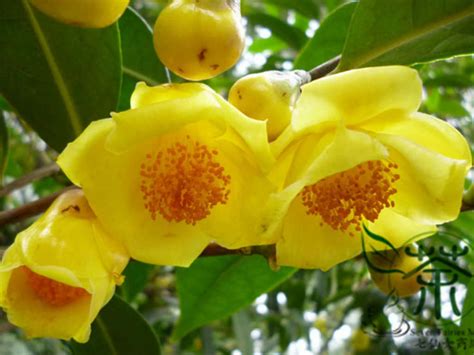 How To Grow Gorgeous Camellias From Cuttings Dengarden