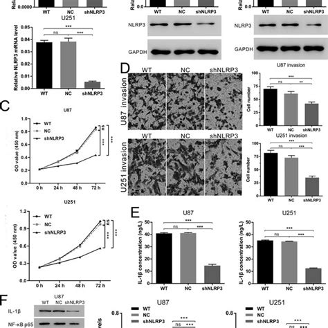 Nlrp3 Knockdown Suppressed Glioma Cell Growth And Invasion Through The