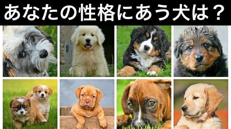 【心理テスト】あなたの性格にピッタリな犬はこれ！深層心理から相性のいい犬をみつけるテスト 動物（犬・猫 他色々）【まとめ動画】