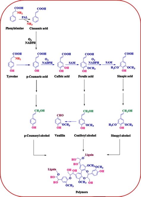 Schematic Depiction Of Synthesis Of Ferulic Acid And Other Aromatic