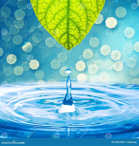 Water Drop From Green Leaf Stock Photo Image Of Drop 23953696