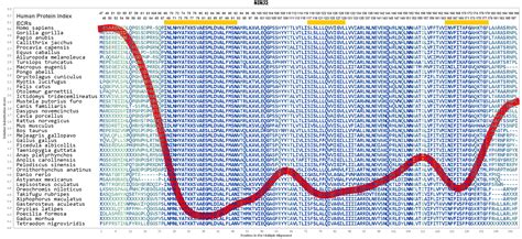 Ninj2 Gene Genecards Ninj2 Protein Ninj2 Antibody